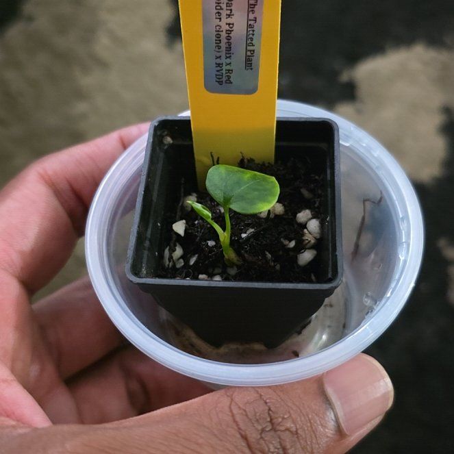 Photo of the plant species Anthurium Hybrid by @DerrickRashid named Anthurium.B - (Dark Phoenix x RedSpi clone) x RVDP on Greg, the plant care app