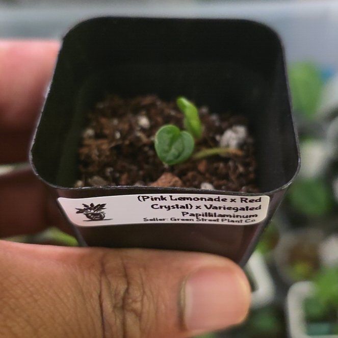 Photo of the plant species Anthurium Hybrid by @DerrickRashid named Anthurium.B - (Pink Lem x RC) x Var Pap on Greg, the plant care app