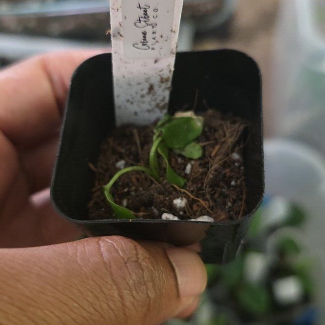 Photo of the plant species Anthurium Hybrid by @DerrickRashid named Anthurium.B - (RC x FS) x (Bess aff x Splendidum) on Greg, the plant care app