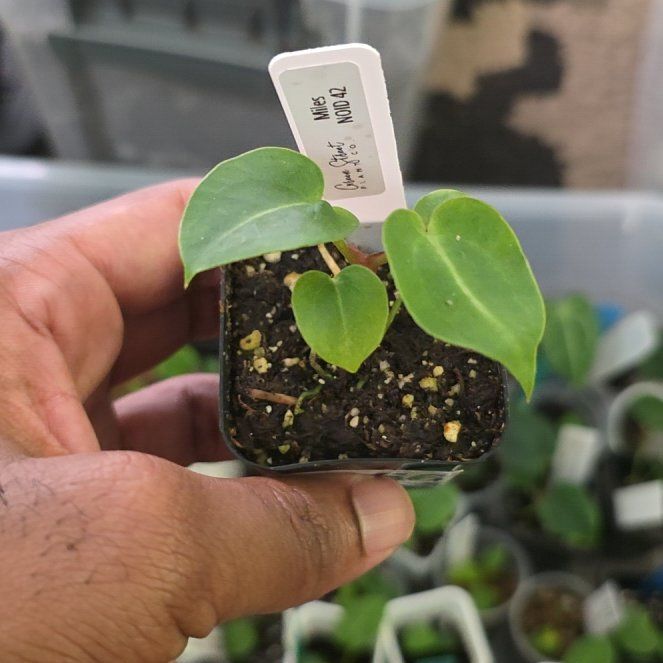 Photo of the plant species Anthurium Hybrid by @DerrickRashid named Anthurium.B - Miles 42 on Greg, the plant care app