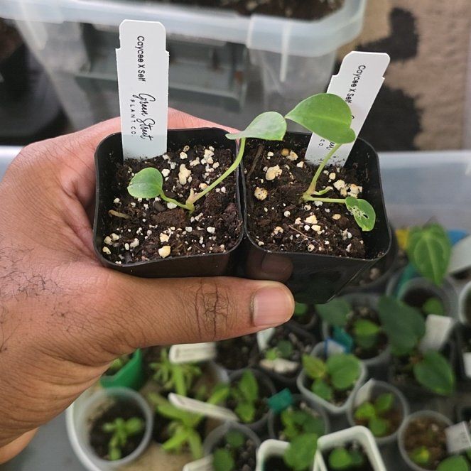 Photo of the plant species Anthurium Hybrid by @DerrickRashid named Anthurium.B - Caycee s1 (2) on Greg, the plant care app
