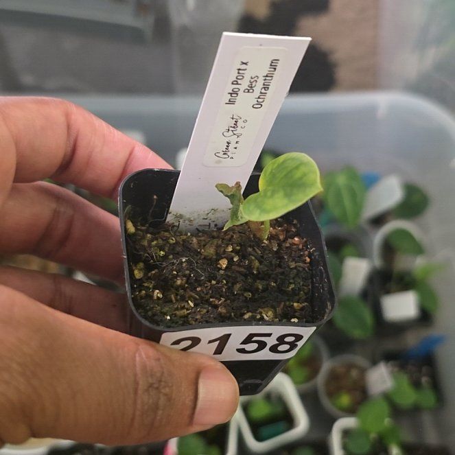 Photo of the plant species Anthurium Hybrid by @DerrickRashid named Anthurium.B - Indo Port x (Bess aff x Ochranthum) on Greg, the plant care app