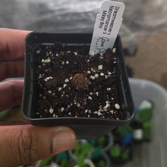Photo of the plant species Anthurium Hybrid by @DerrickRashid named Anthurium.B - (DreamweaverxNecromancer) x MikeyBoy on Greg, the plant care app