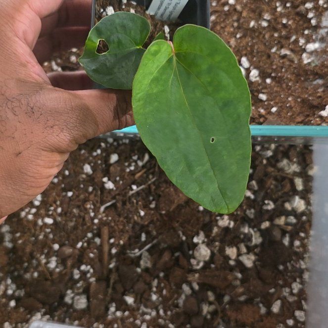 Photo of the plant species Anthurium papillilaminum by @DerrickRashid named Anthurium.A - RL self x FS self on Greg, the plant care app