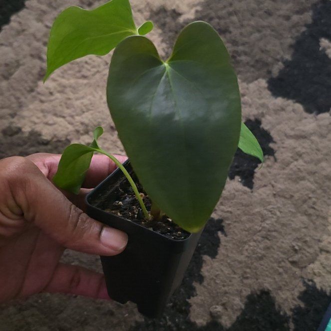 Photo of the plant species Anthurium Hybrid by @DerrickRashid named Anthurium.A - Pap "Dark One" x Cerrocampanense on Greg, the plant care app