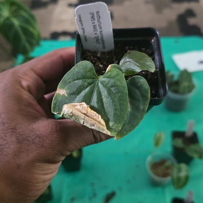 Photo of the plant species Kunayala Anthurium by @DerrickRashid named Anthurium.A - Kunayalense (PM5 x RA5) x PM3 on Greg, the plant care app