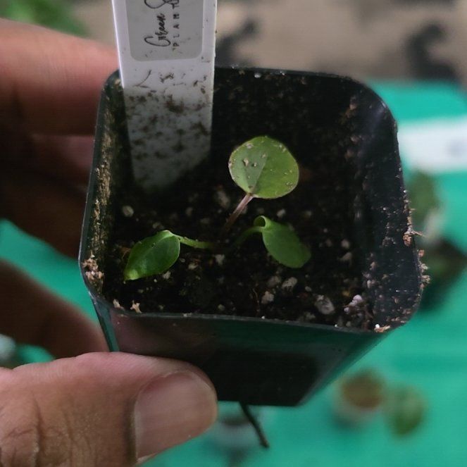Photo of the plant species Anthurium Hybrid by @DerrickRashid named Anthurium.B - (RVC Zara) x [(RC Mag) x (Griege C)] on Greg, the plant care app