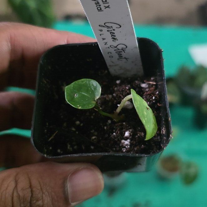 Photo of the plant species Anthurium Hybrid by @DerrickRashid named Anthurium.B - NSE Red Crystal x Tezula Red Crystal on Greg, the plant care app
