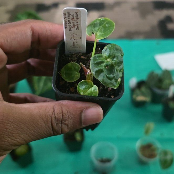 Photo of the plant species Anthurium Hybrid by @DerrickRashid named Anthurium.B - [(WuCrystalMag)x(ZM Gigi)] x (BCPap) on Greg, the plant care app
