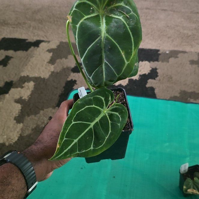Photo of the plant species Anthurium Hybrid by @DerrickRashid named Anthurium.A - Jason Purdy NOID x Forgetii on Greg, the plant care app