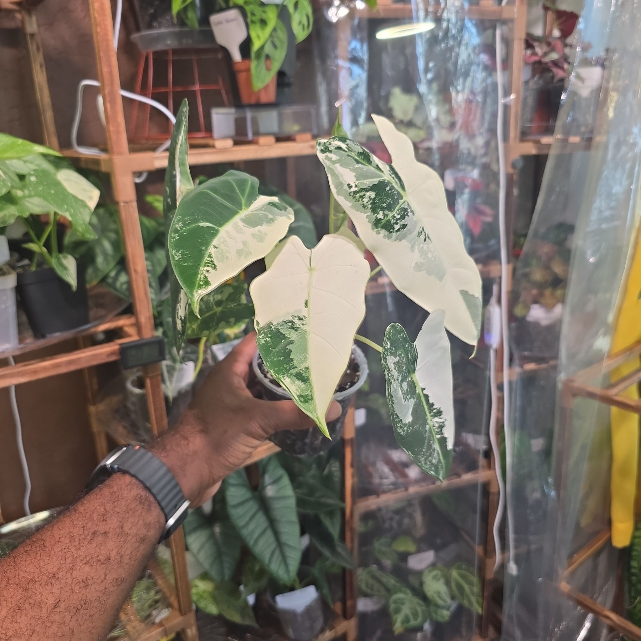 Photo of the plant species Variegated Frydek by @DerrickRashid named Alocasia - Frydek Variegated (2PiP) on Greg, the plant care app