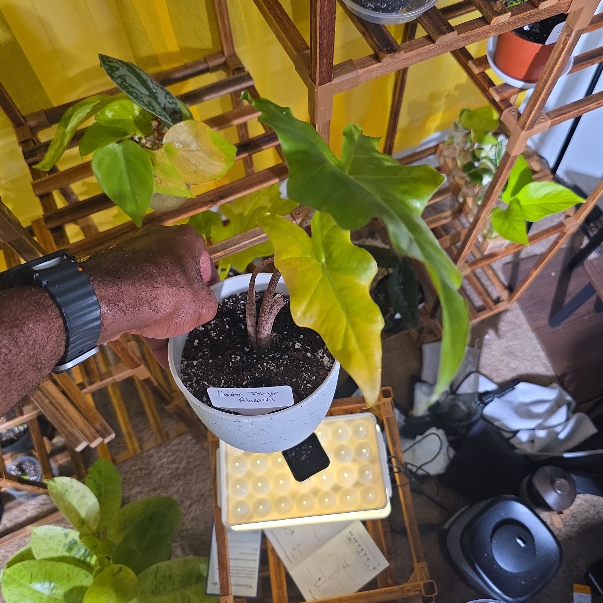 Photo of the plant species Golden Dragon by @DerrickRashid named Alocasia - Golden Dragon on Greg, the plant care app
