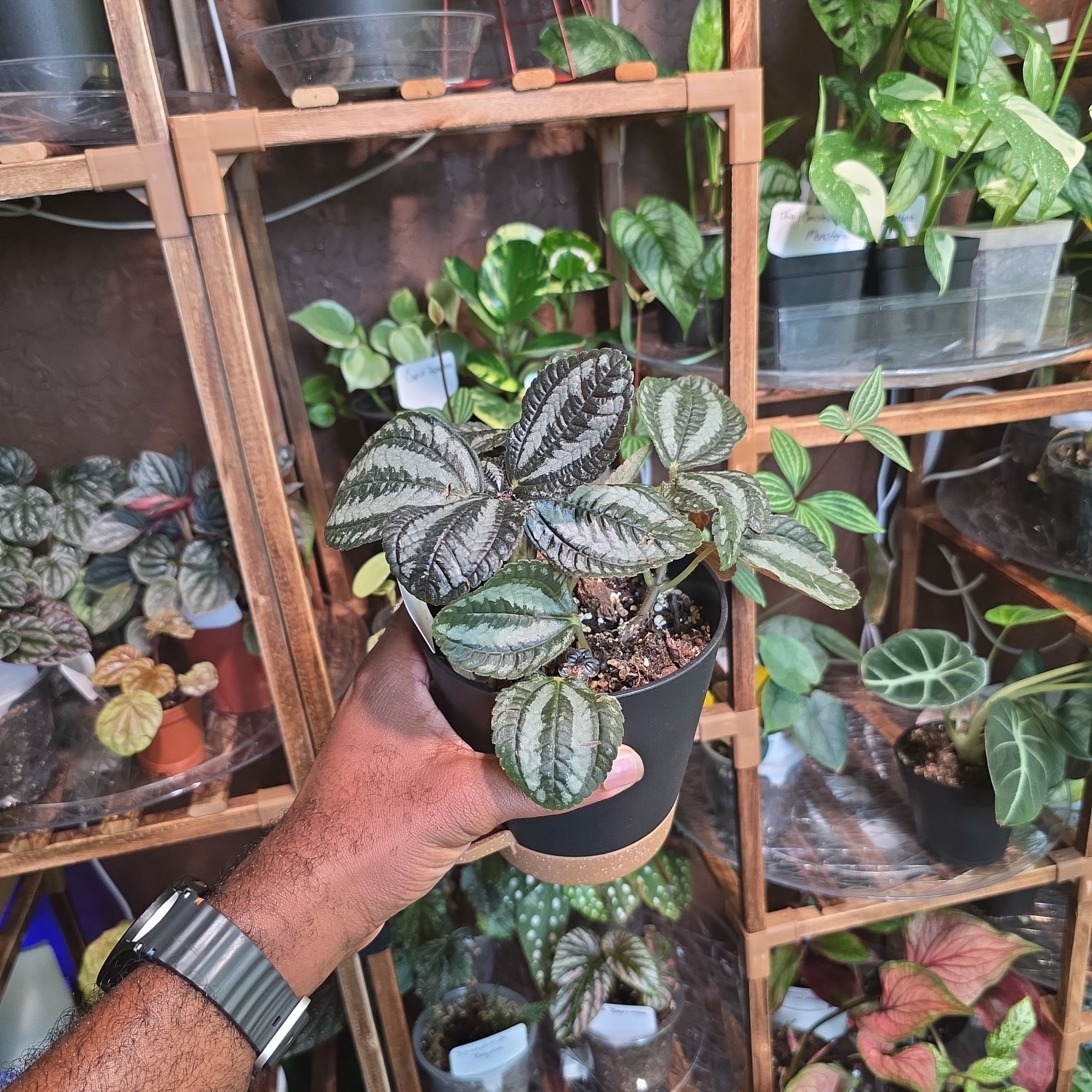 Photo of the plant species Pilea 'Pan Am' by @DerrickRashid named Pilea - Pan Am on Greg, the plant care app