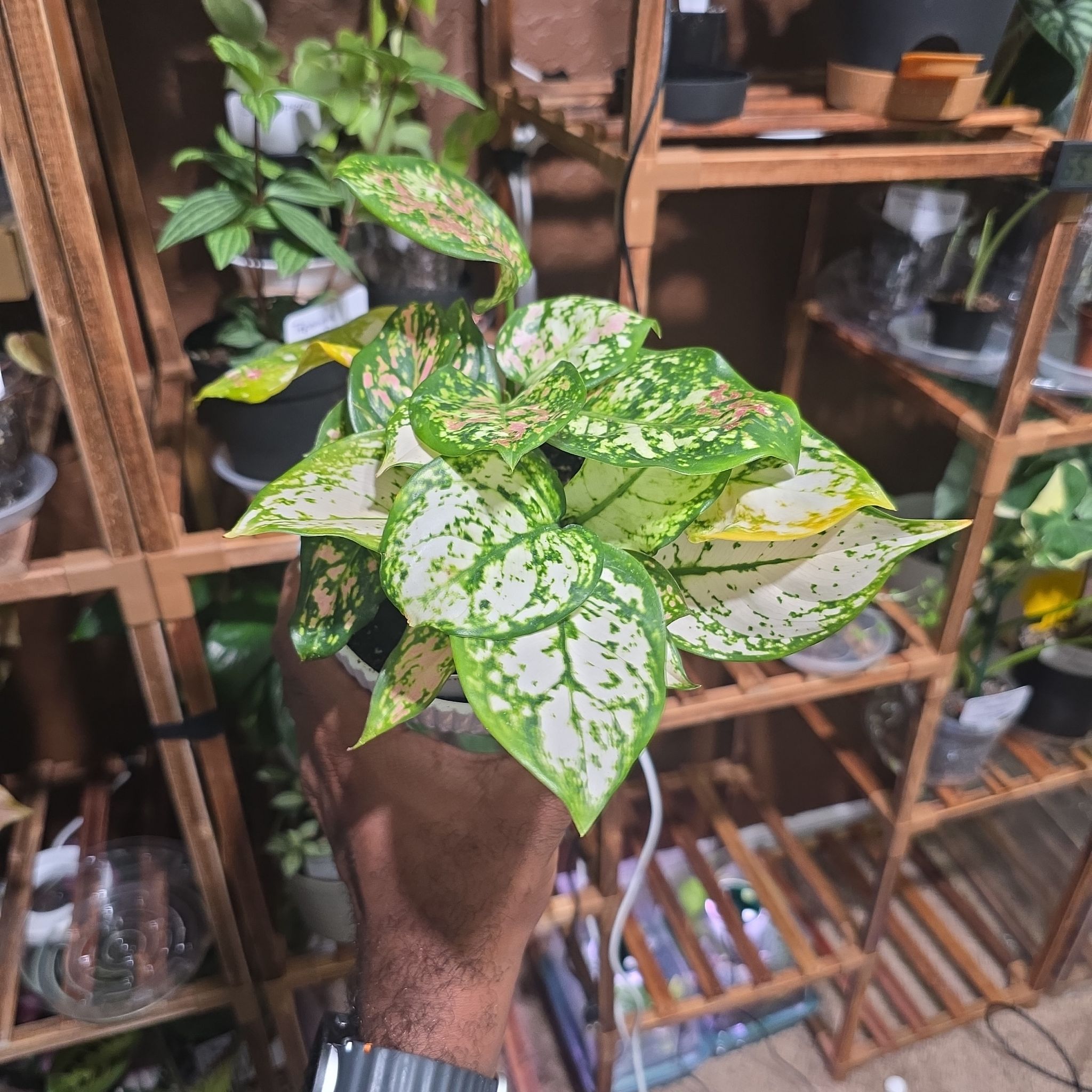 Photo of the plant species Aglaonema 'Snow White' by @DerrickRashid named Aglaonema - franken-pot on Greg, the plant care app