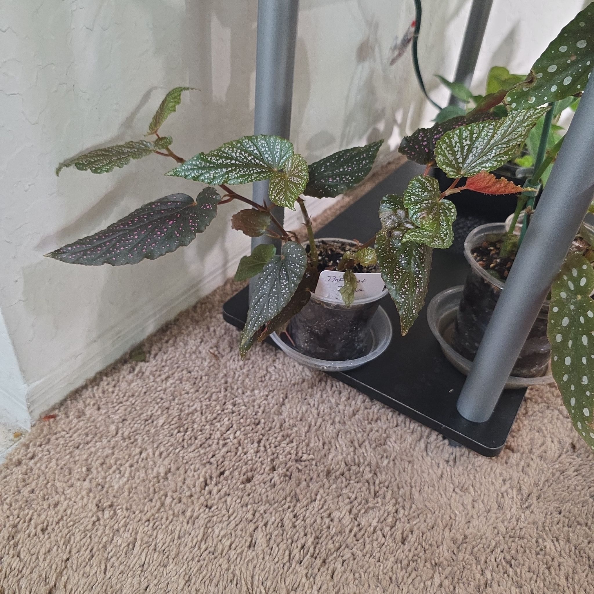 Photo of the plant species Begonia 'Pink Spot' by @DerrickRashid named Begonia - Pink Spot/Benigo on Greg, the plant care app