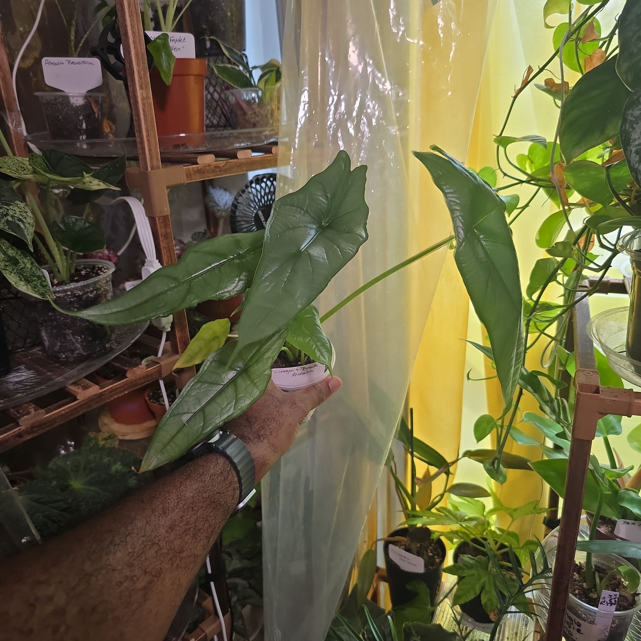 Photo of the plant species Alocasia dragons breath by @DerrickRashid named Alocasia - Dragon's Breath (2 PiP) on Greg, the plant care app