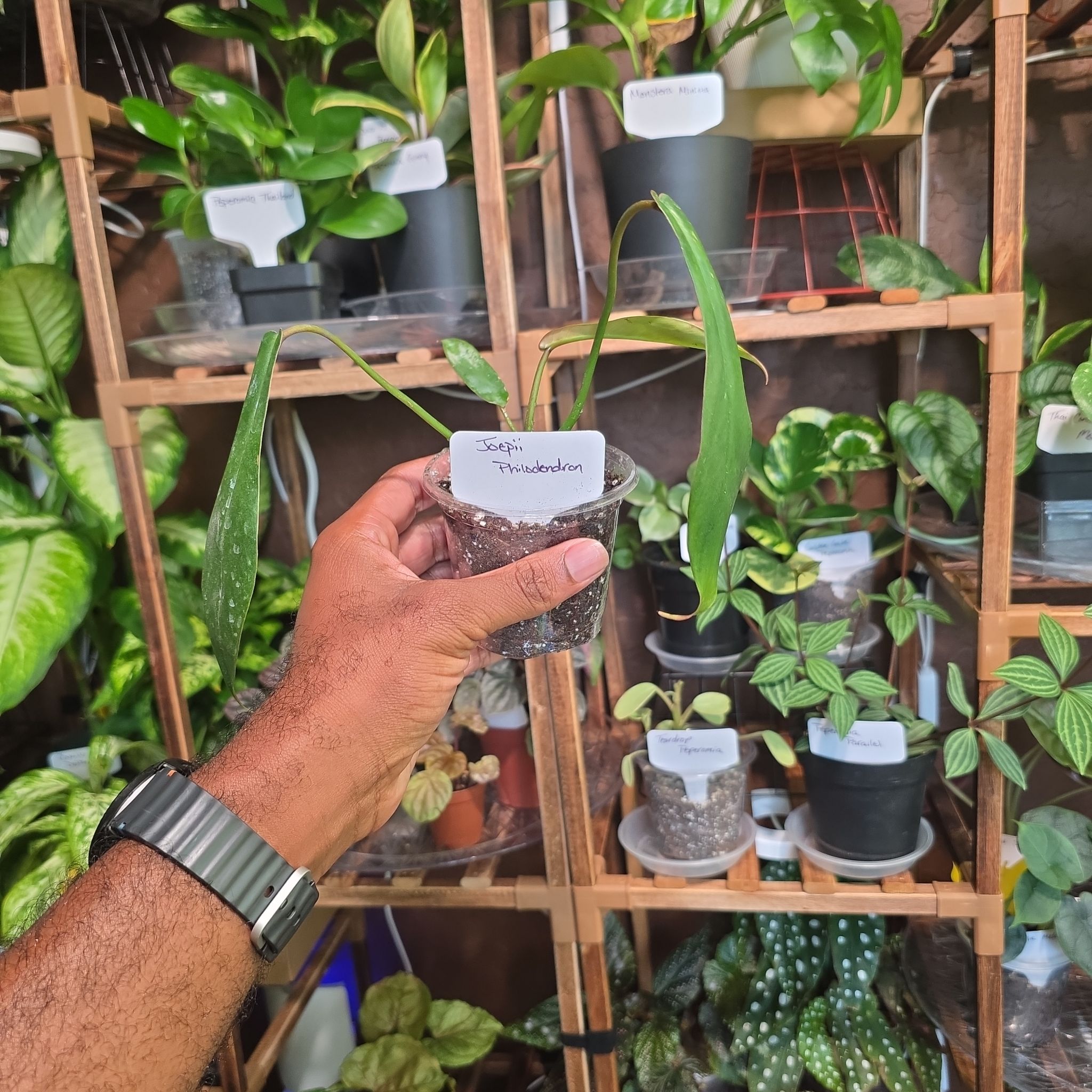 Photo of the plant species Philodendron x joepii by @DerrickRashid named Philodendron - Joepii on Greg, the plant care app