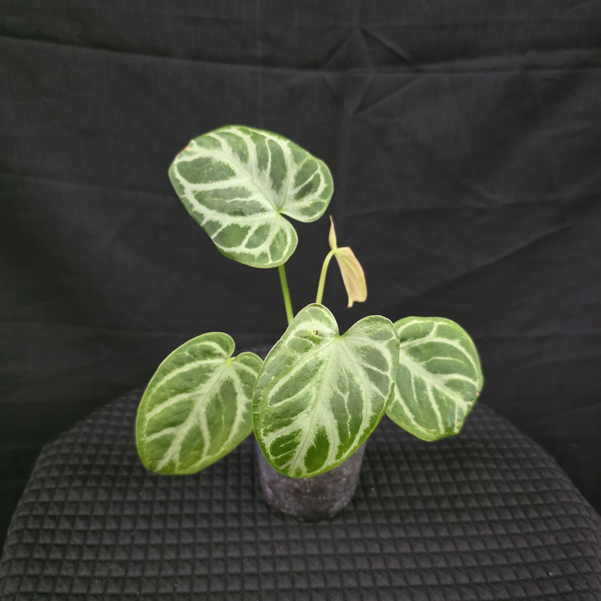 Photo of the plant species Silver Blush by @DerrickRashid named Anthurium.A - Crystallinum x Silver Blush on Greg, the plant care app