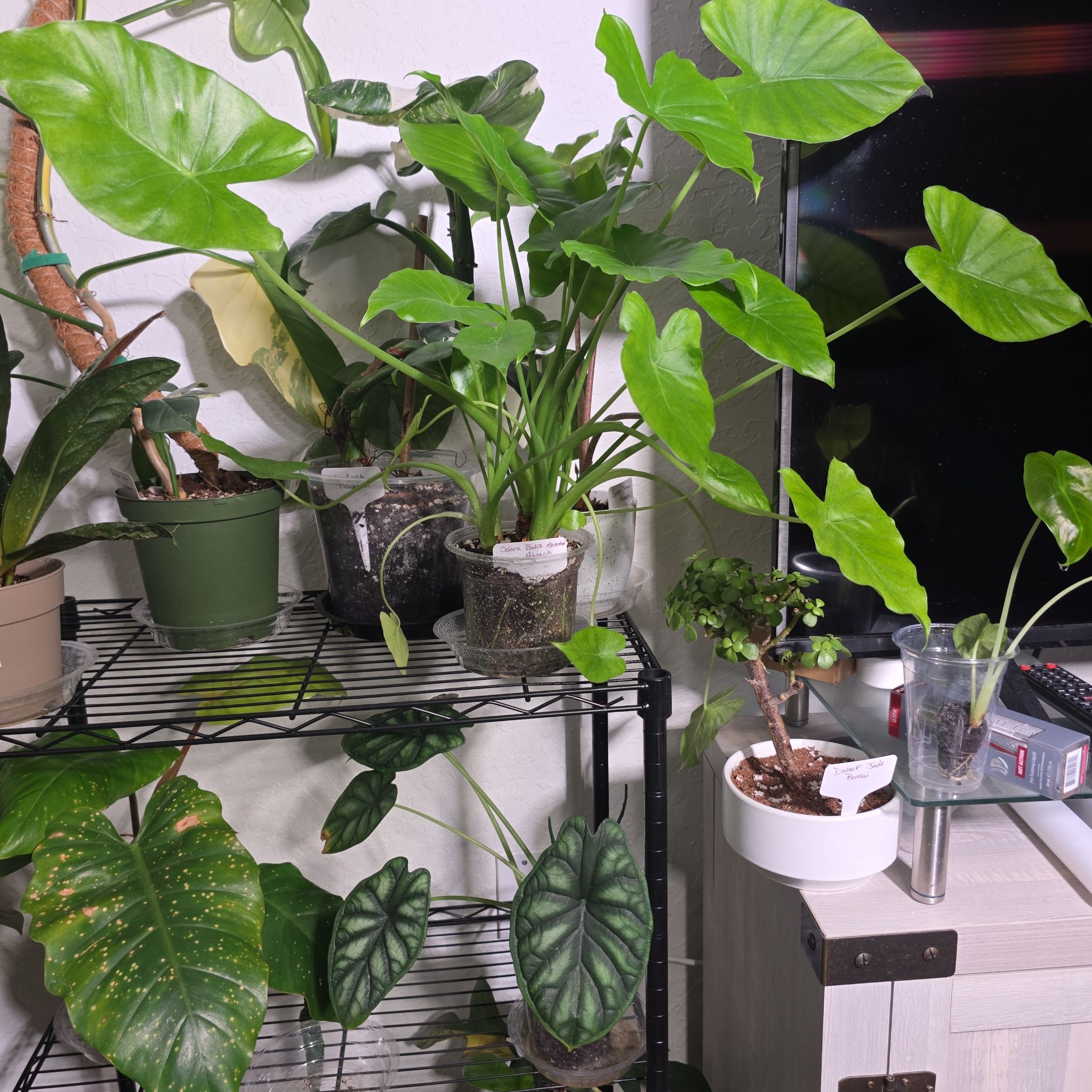 Photo of the plant species Alocasia Odora Batik Varigetated by @DerrickRashid named Alocasia - Odora Batik Variegated (Reverted) on Greg, the plant care app