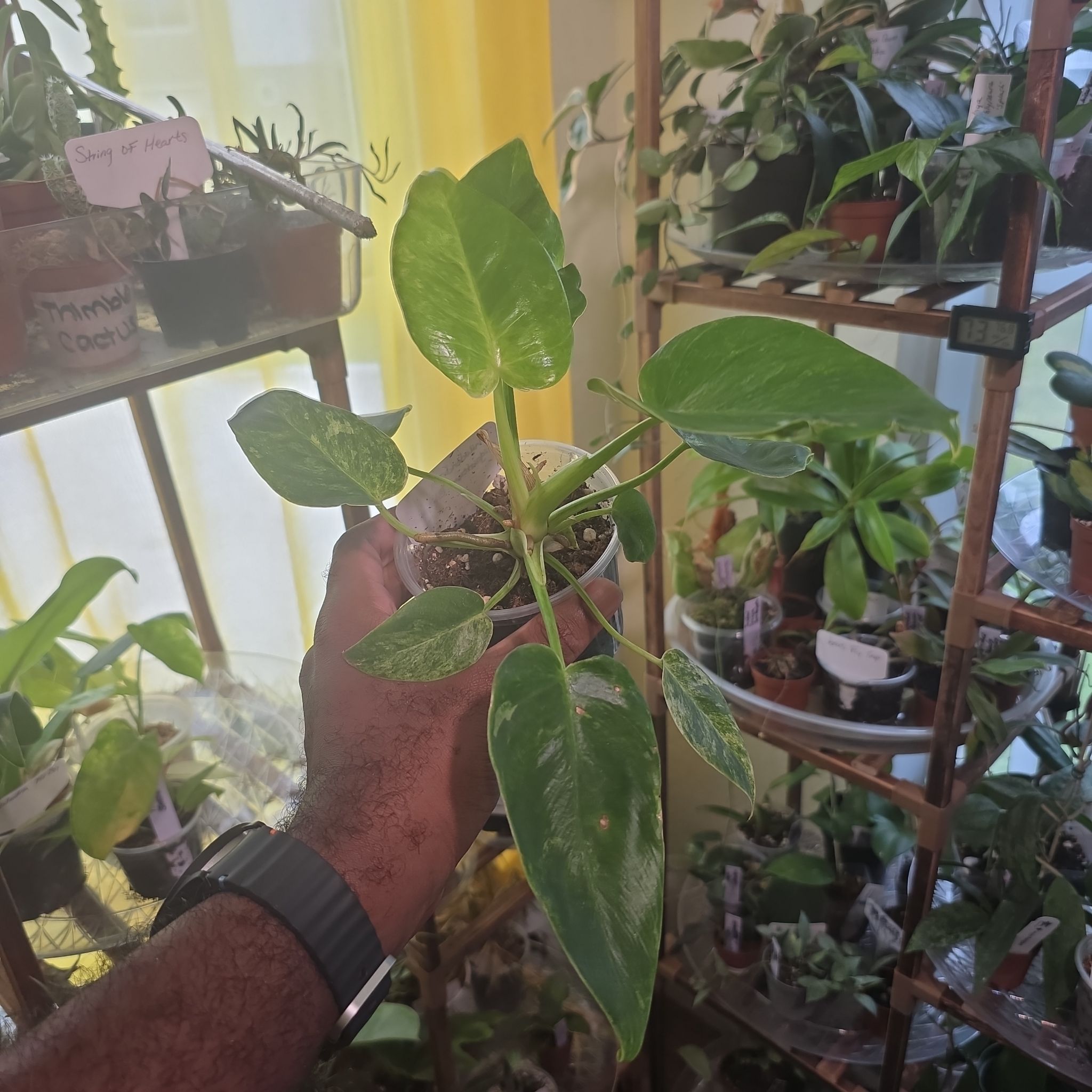 Photo of the plant species Philodendron giganteum Variegated Blizzard by @DerrickRashid named Philodendron - Giganteum Blizzard on Greg, the plant care app