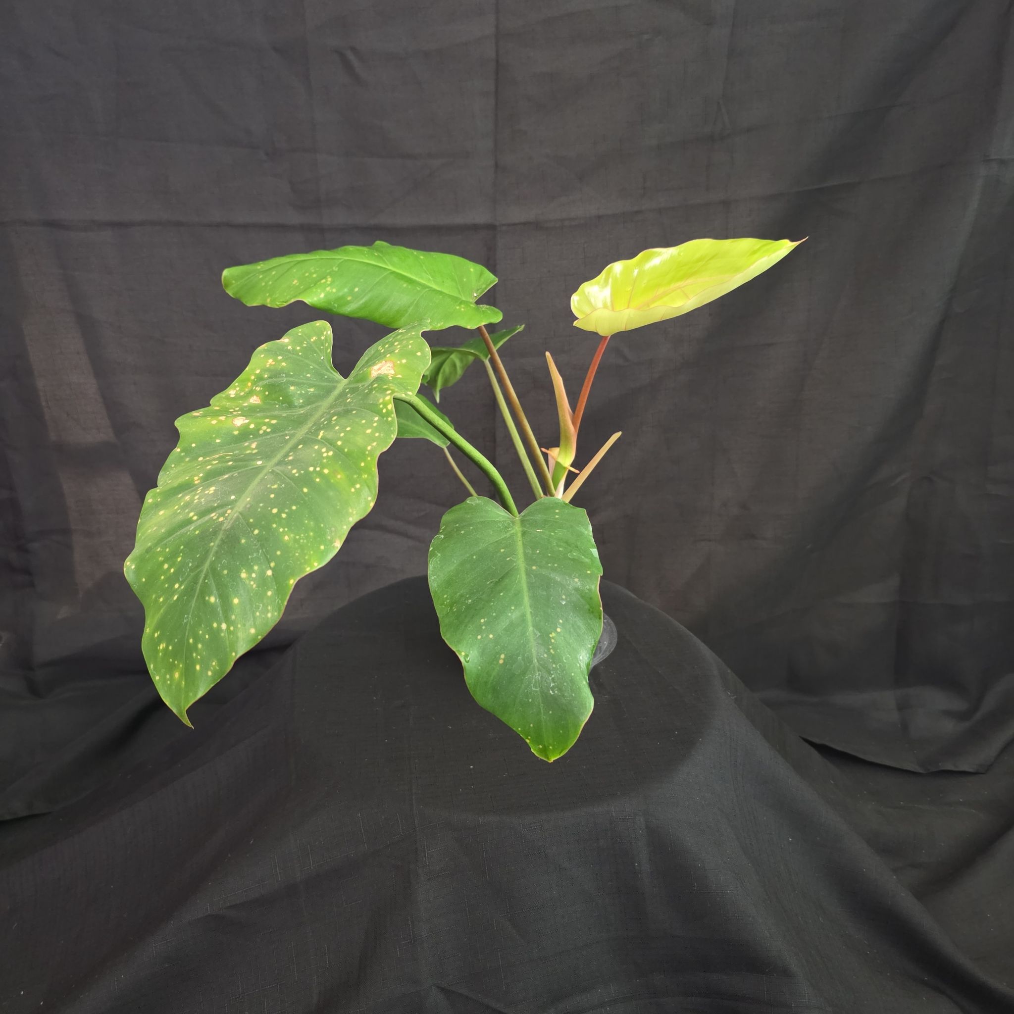 Photo of the plant species Philodendron esmeraldense by @DerrickRashid named Philodendron - Esmeraldense x Radiatum on Greg, the plant care app
