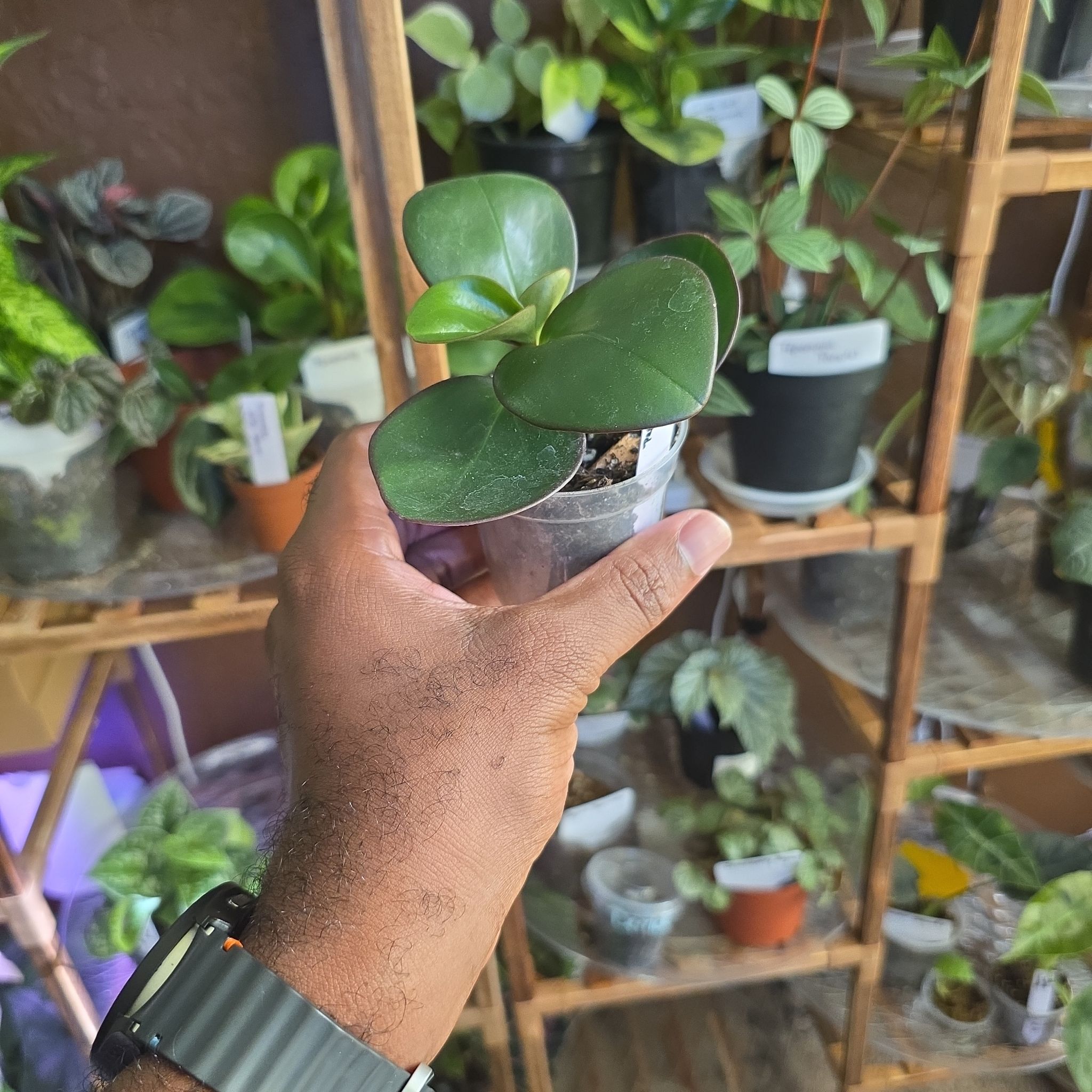 Photo of the plant species Peperomia Red Edge by @DerrickRashid named Peperomia - clusiifolia 'Red Margin' on Greg, the plant care app