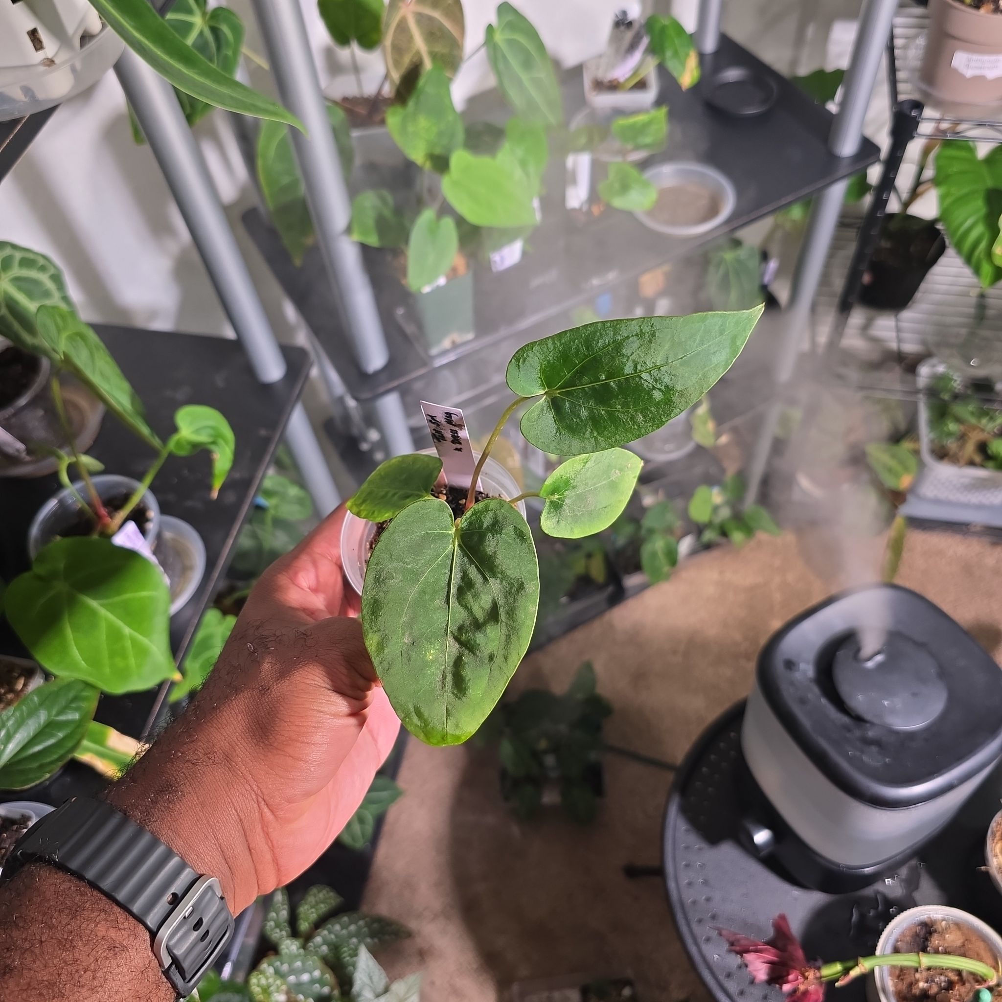 Photo of the plant species Anturio Dressleri by @DerrickRashid named Anthurium.A - Tall SM x Dressleri Magnificum on Greg, the plant care app