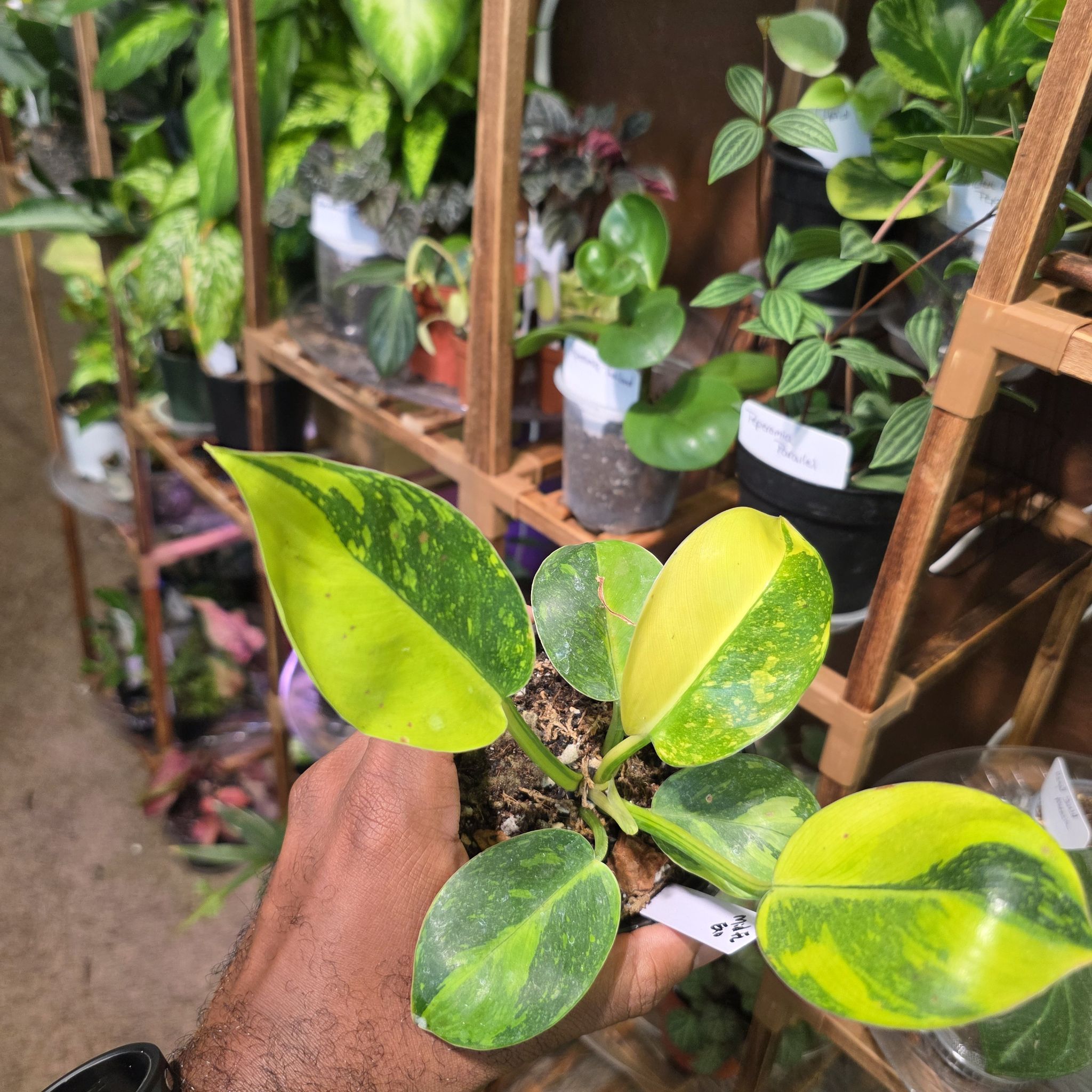 Photo of the plant species Variegated Green Congo Philodendron by @DerrickRashid named Philodendron - Green Congo Variegated on Greg, the plant care app