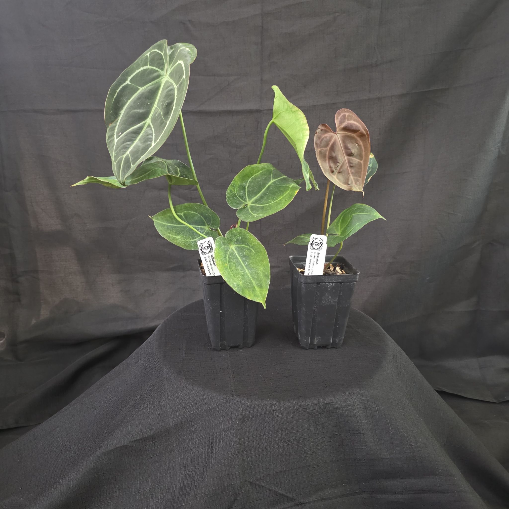 Photo of the plant species Anthurium villenoarum by @DerrickRashid named Anthurium.A - (TimsBlackVill)x[StripeyMagxAOS] (2) on Greg, the plant care app