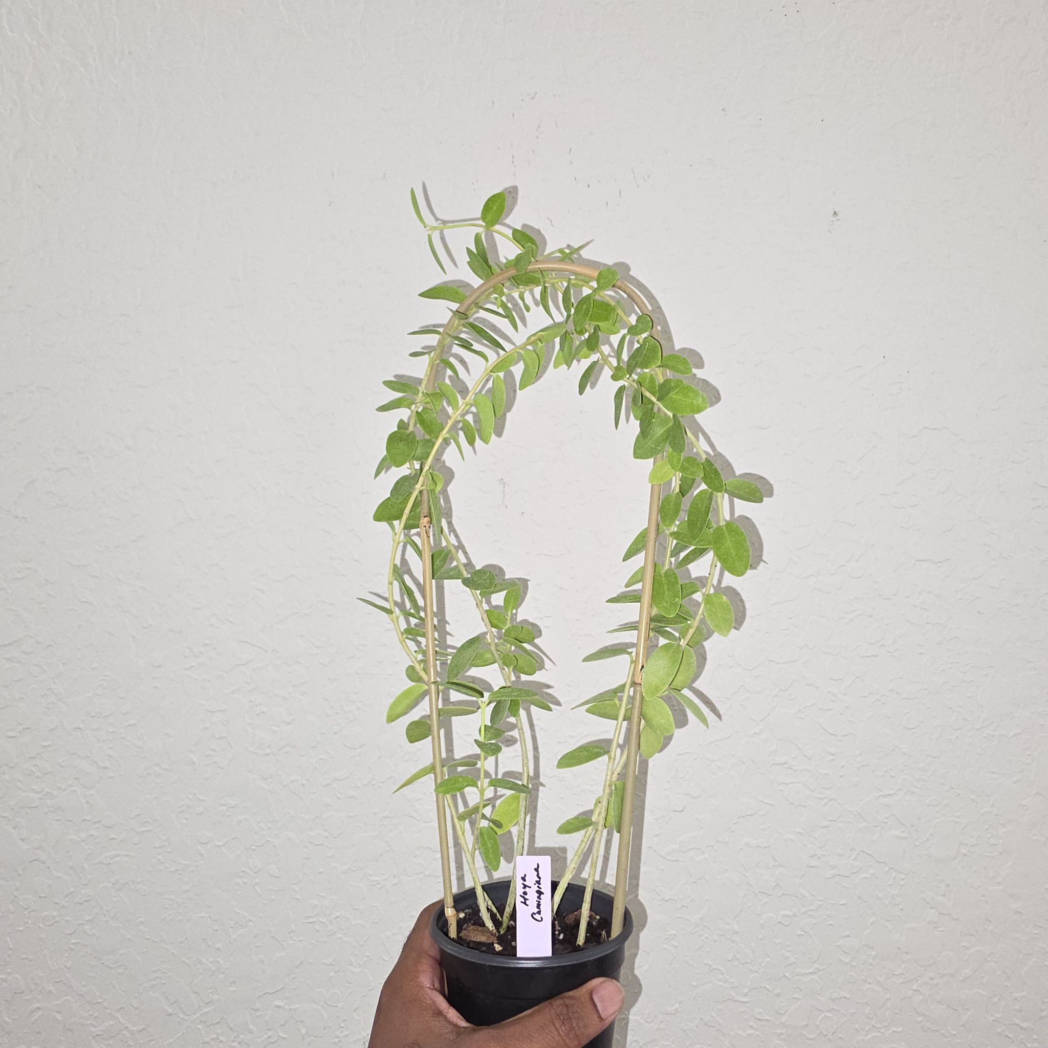 Photo of the plant species Bush Hoya by @DerrickRashid named Hoya - Cumingiana on Greg, the plant care app