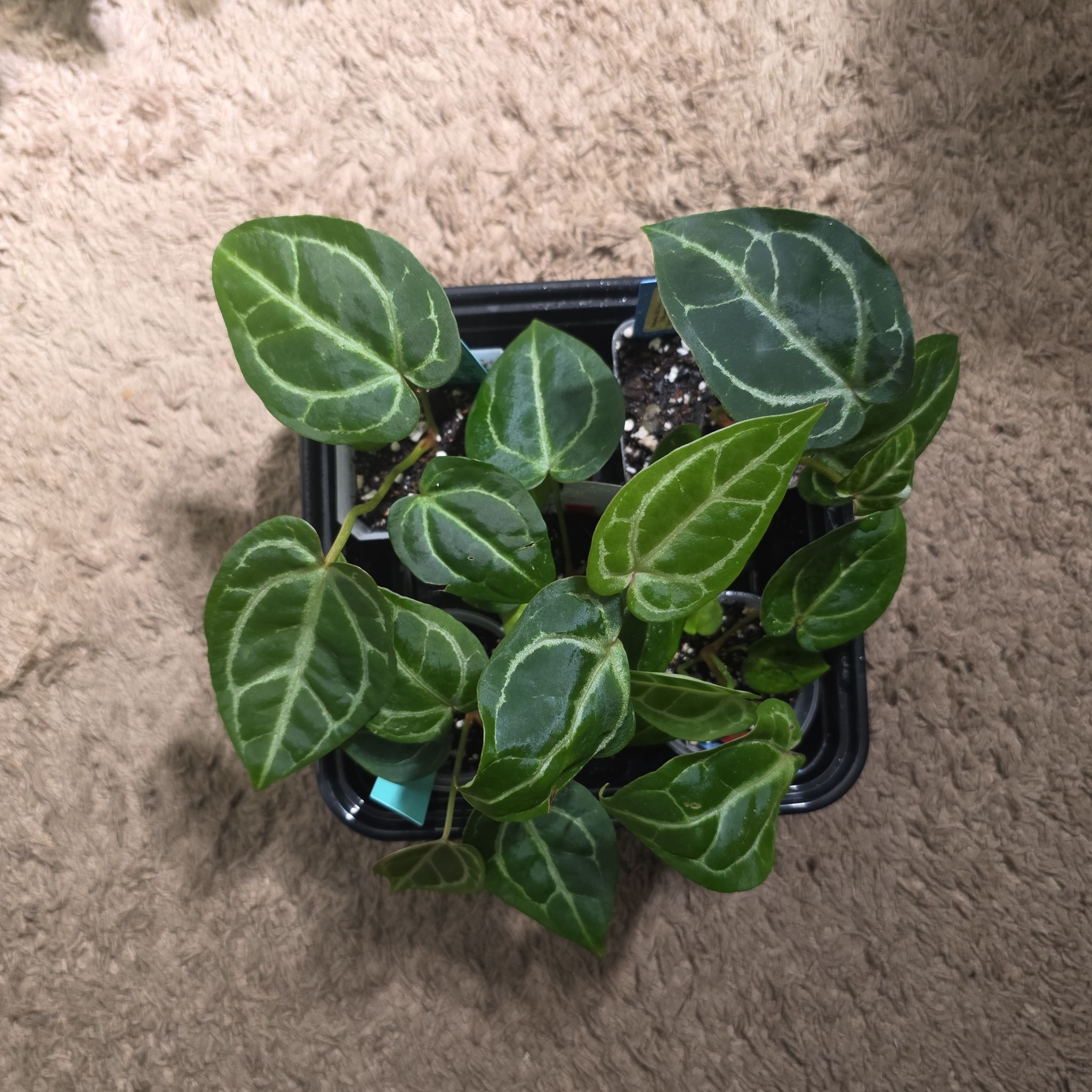 Photo of the plant species Anthurium Michelle X SKG Hybrid by @DerrickRashid named Anthurium.A - (Michelle SKG Silver) x Pink Lem (5) on Greg, the plant care app