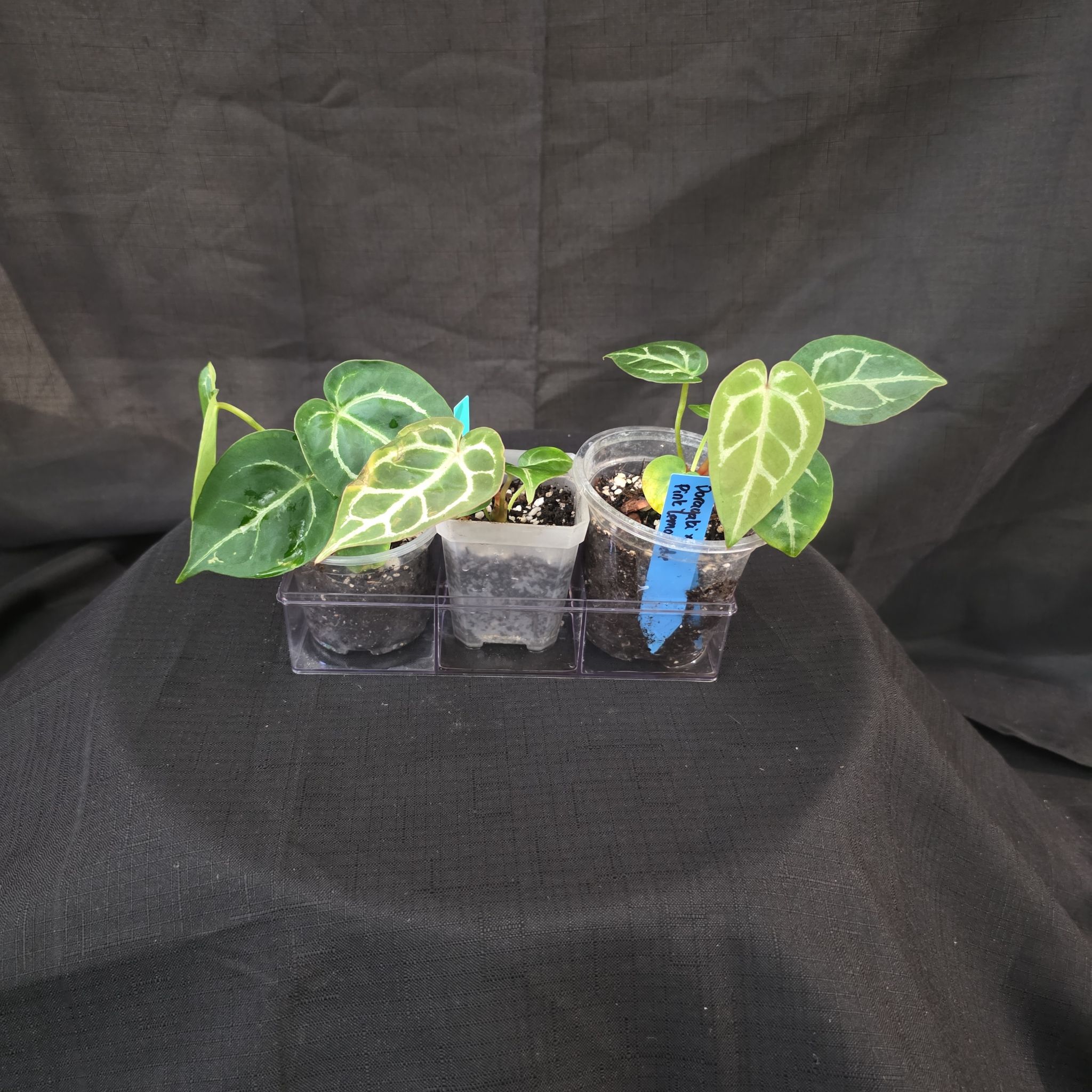 Photo of the plant species Anthurium Dorayaki by @DerrickRashid named Anthurium.A - Dorayaki x Pink Lemonade (3) on Greg, the plant care app