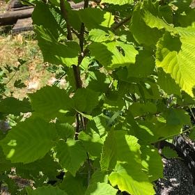 Photo of the plant species Common Filbert by @LovingBlueoak named Athena on Greg, the plant care app