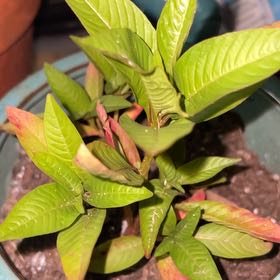 Photo of the plant species Willow Primrose by @RemarkableRye16 named Wingleaf primrose-willow on Greg, the plant care app