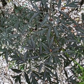Photo of the plant species Black Lace Elderberry by @GlamorousTawa46 named Beyonce on Greg, the plant care app