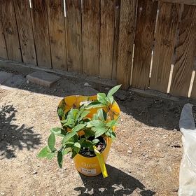 Photo of the plant species Dwarf Lemon Tree by @LordBonsai24 named Diana on Greg, the plant care app