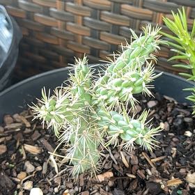 Photo of the plant species Smooth Tree Cholla by @PuissantBroom73 named Plato on Greg, the plant care app