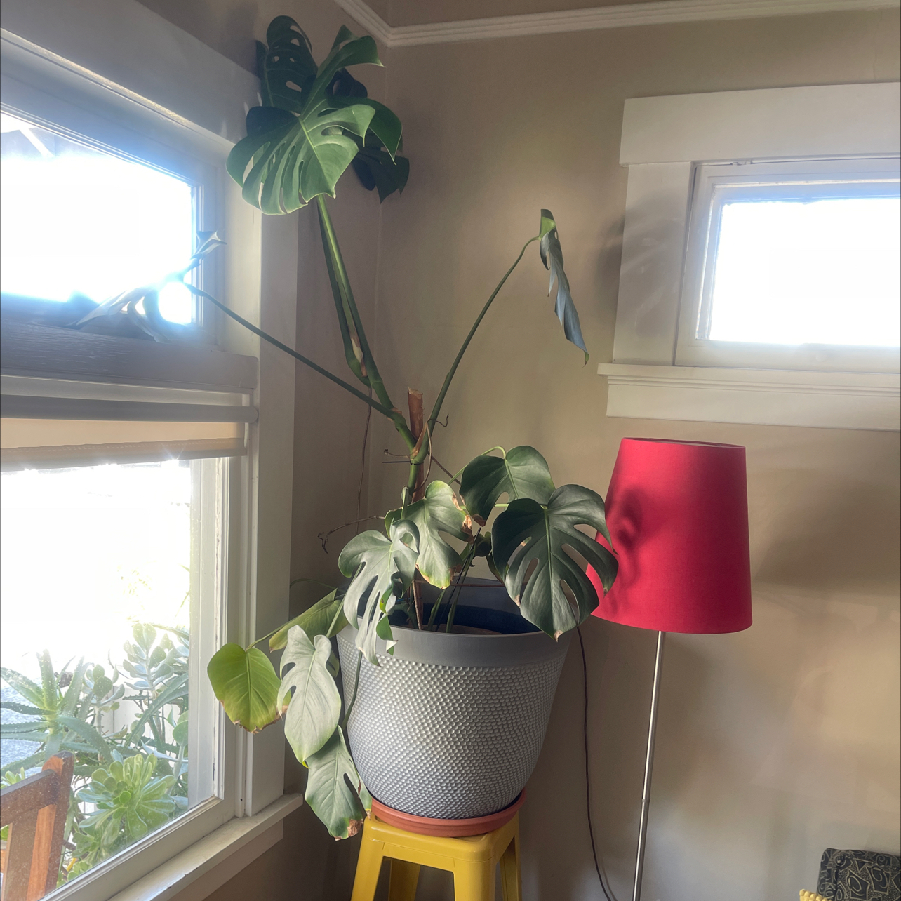 Monstera plant photo by @peeejayoriginale named Monsterra on Greg, the plant care app.