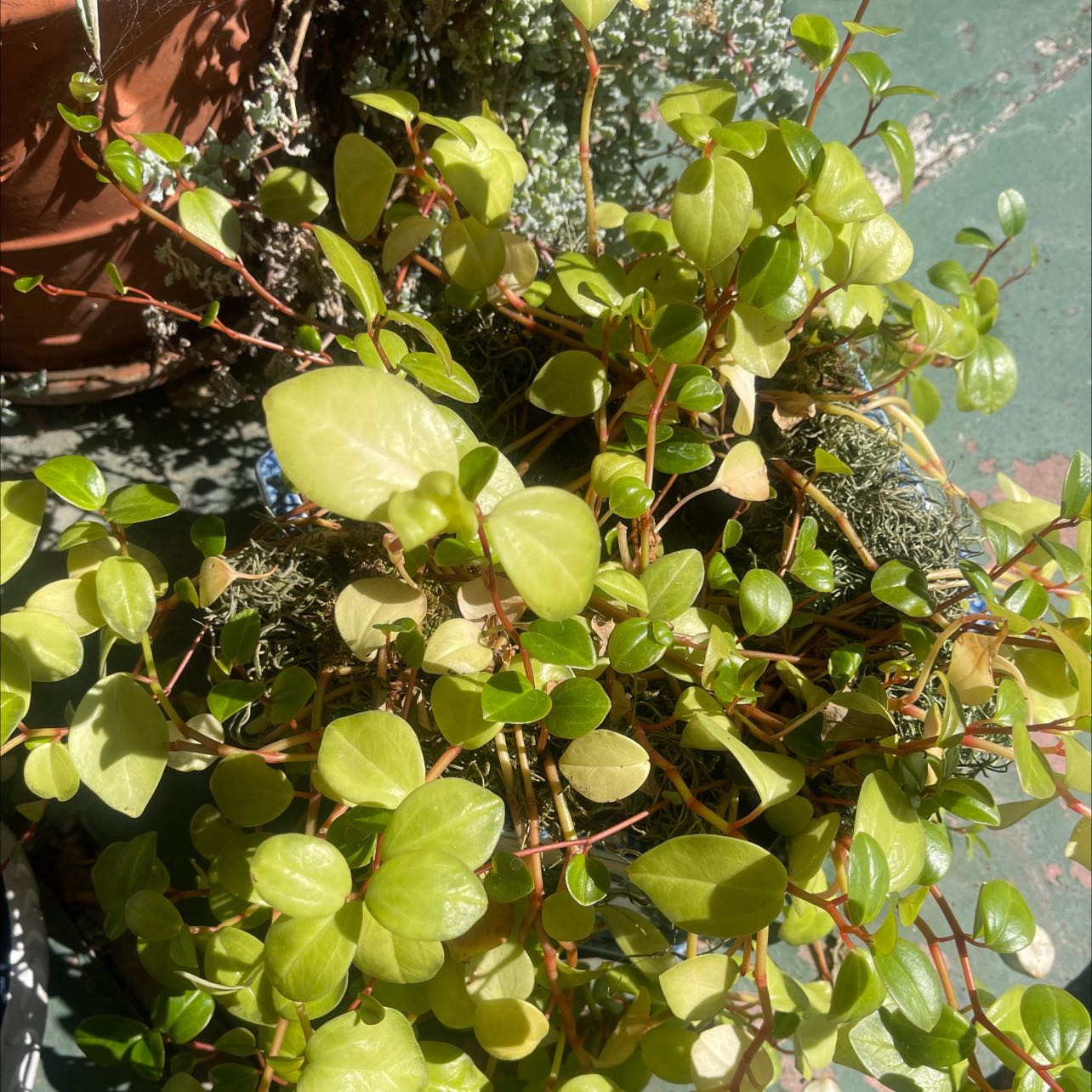 Maidenhair Vine plant with small, round leaves in a pot, showing slight yellowing.