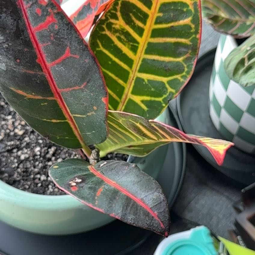 Photo of the plant species Batik Croton by @OriginalRedash5 named Nemo on Greg, the plant care app