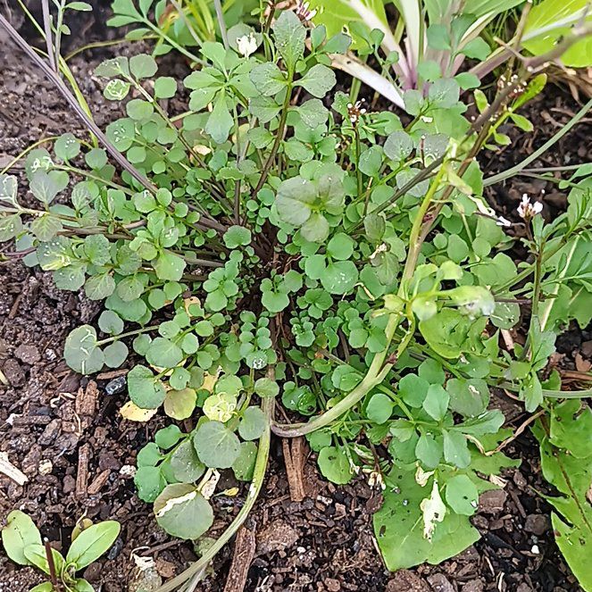 Photo of the plant species Hairy Bittercress by @SolidCatthyme28 named Captain Plant-it on Greg, the plant care app