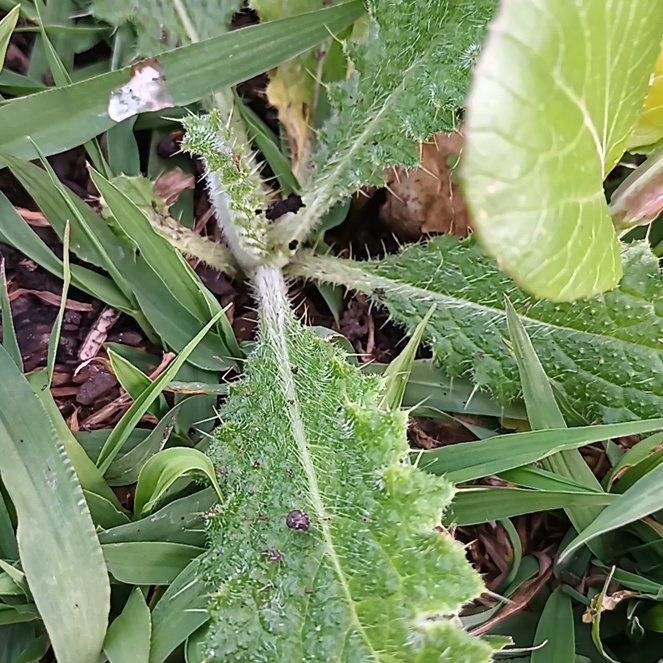 Photo of the plant species Bristly Thistle by @SolidCatthyme28 named Girlfrond on Greg, the plant care app