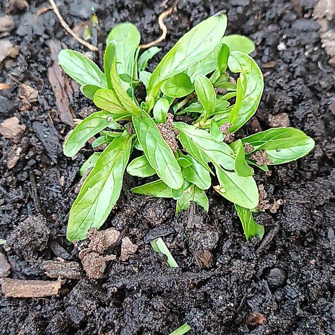 Photo of the plant species Square-Stemmed Willowherb by @SolidCatthyme28 named Sigmund on Greg, the plant care app