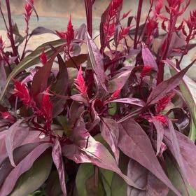 Photo of the plant species Dragon's Breath Celosia by @PatientGalega26 named Apollo on Greg, the plant care app