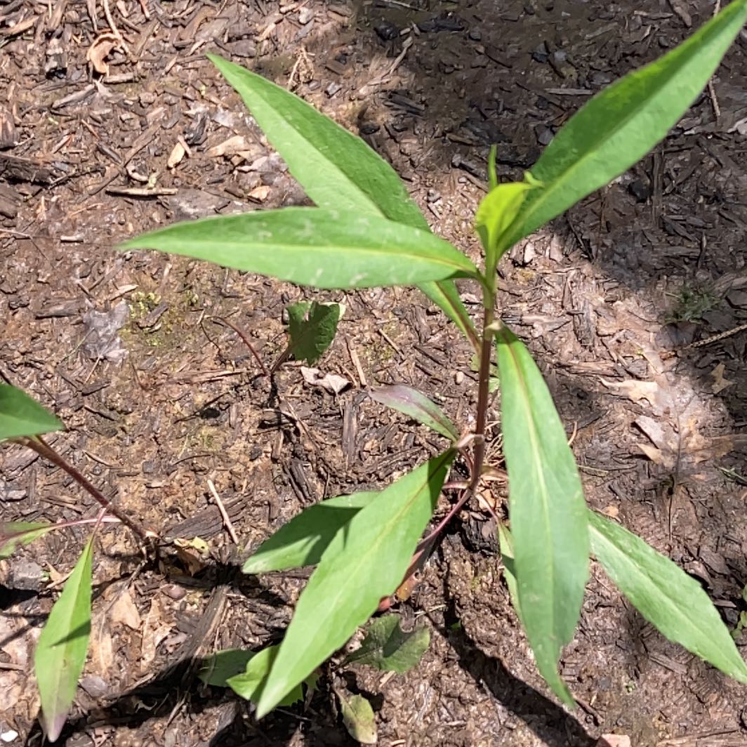 Photo of the plant species Mexican Bluebell by @DearKoa20 named Elle on Greg, the plant care app