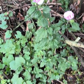 Photo of the plant species Korean Hibiscus by @DearKoa20 named Austen on Greg, the plant care app