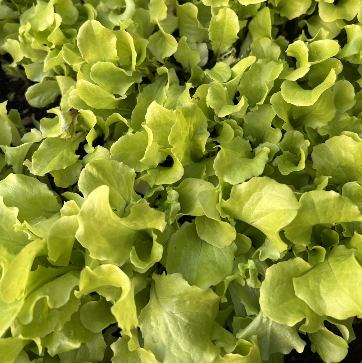 Photo of the plant species Lettuce 'Black Seeded Simpson' by @aspenduvall named Sir Plancelot on Greg, the plant care app