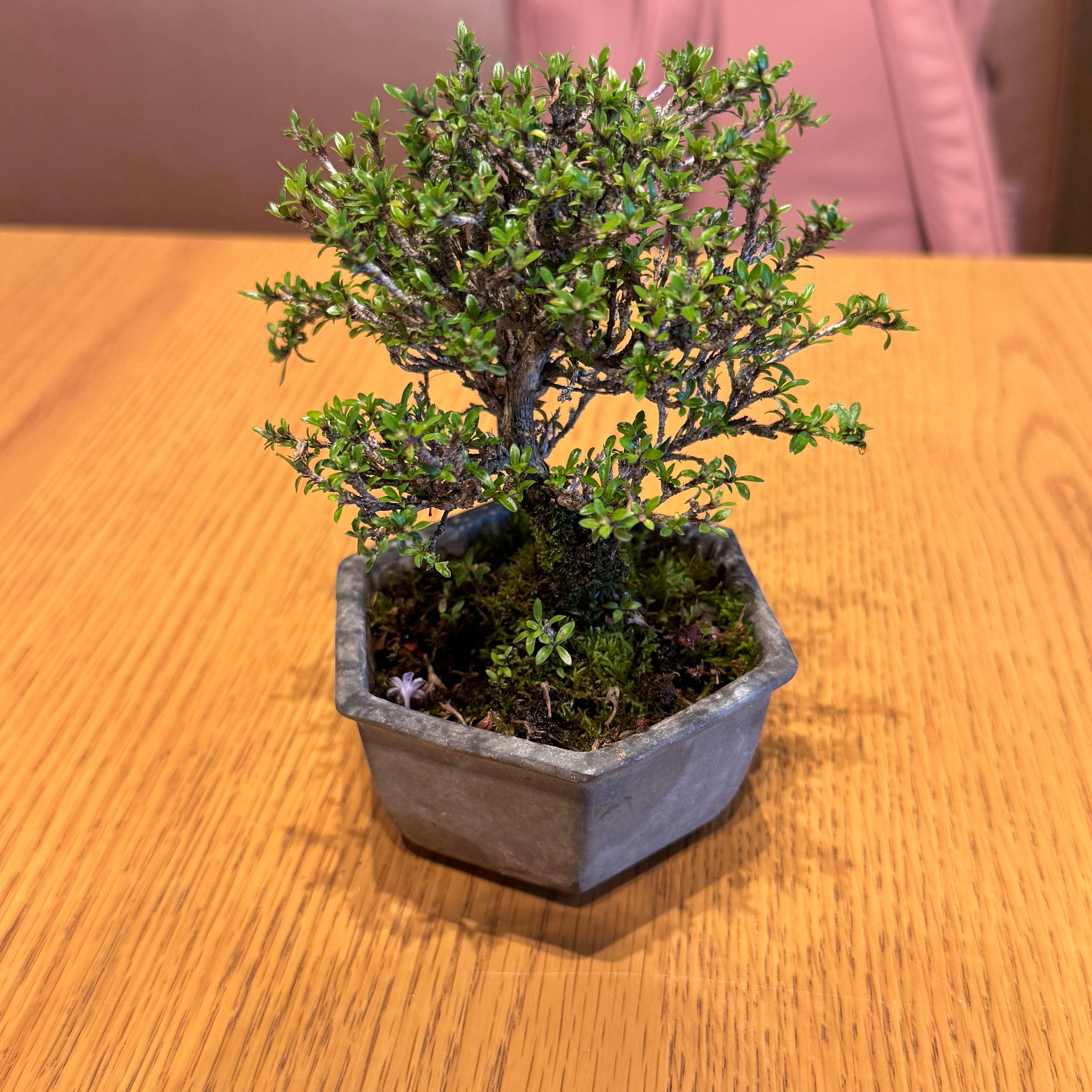 Photo of the plant species Japanese Snow Rose by @AbleParsley26 named Piyo on Greg, the plant care app