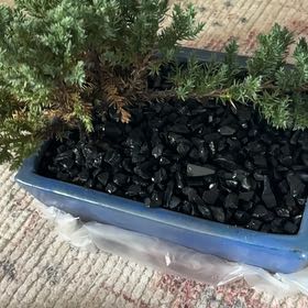 Photo of the plant species Himalayan Juniper by @BeefyMendoza17 named Miley on Greg, the plant care app