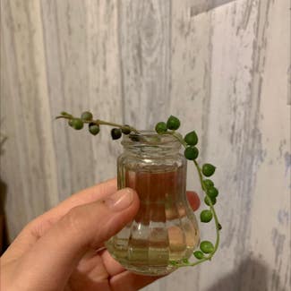 String of Pearls plant in County Durham, England